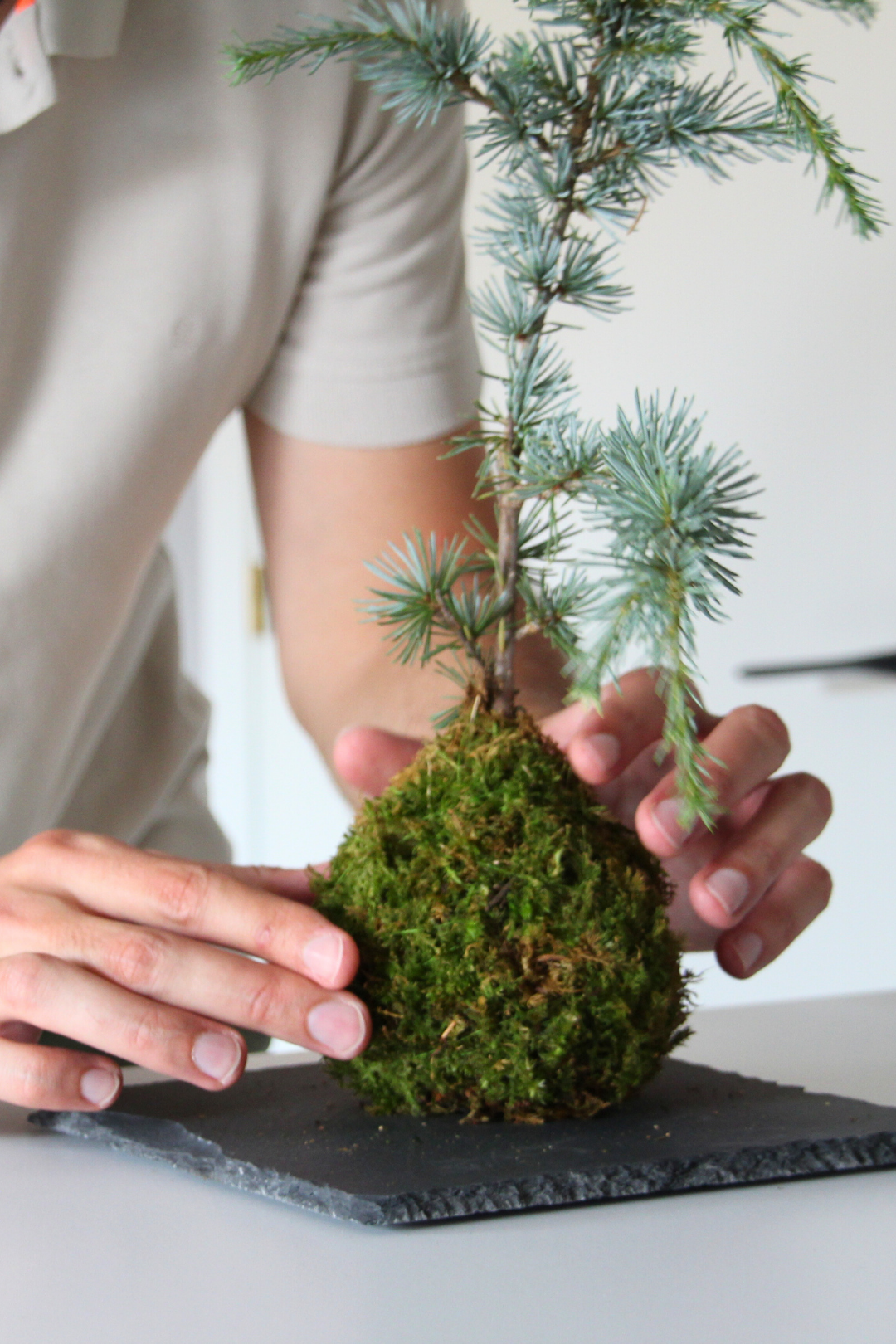 Ki Cedrus Atlantica