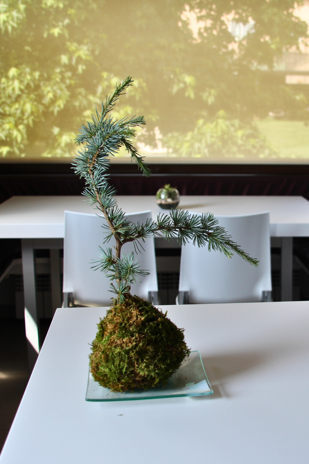 Ki Cedrus Atlantica
