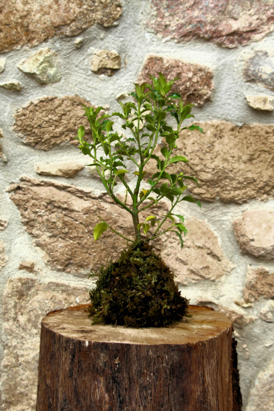 Ki Ilex