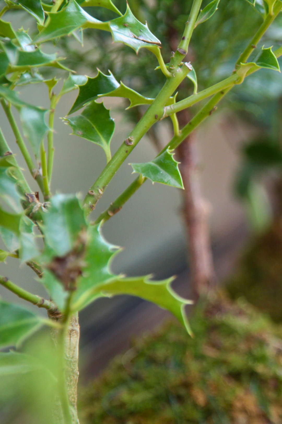 Ki Ilex