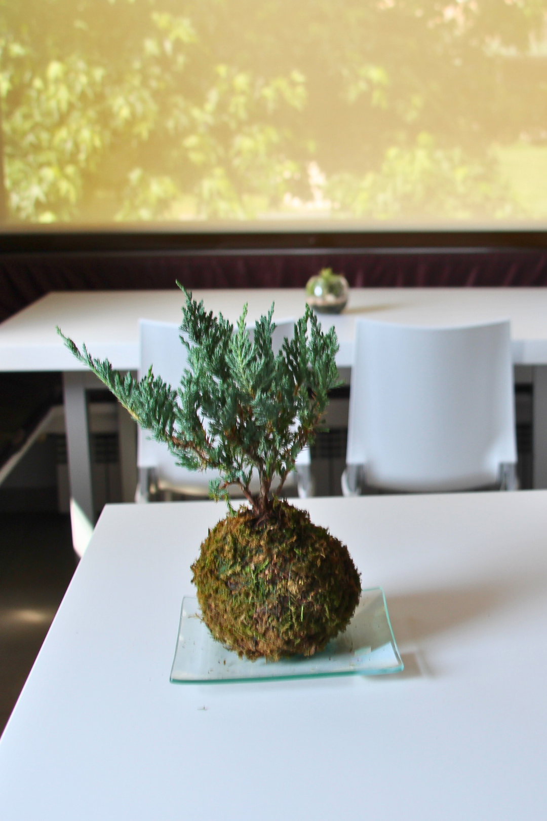 Ki Juniperus