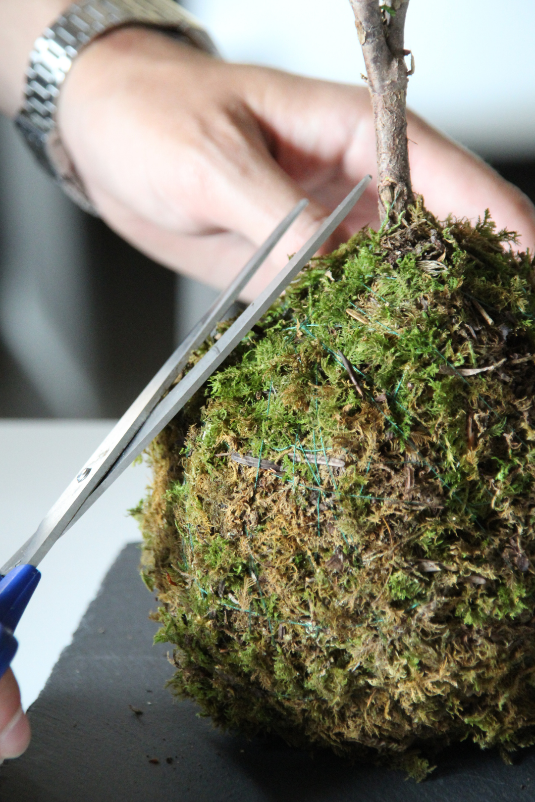 Ki Juniperus