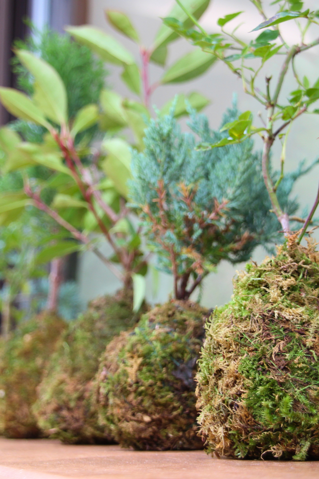Ki Juniperus