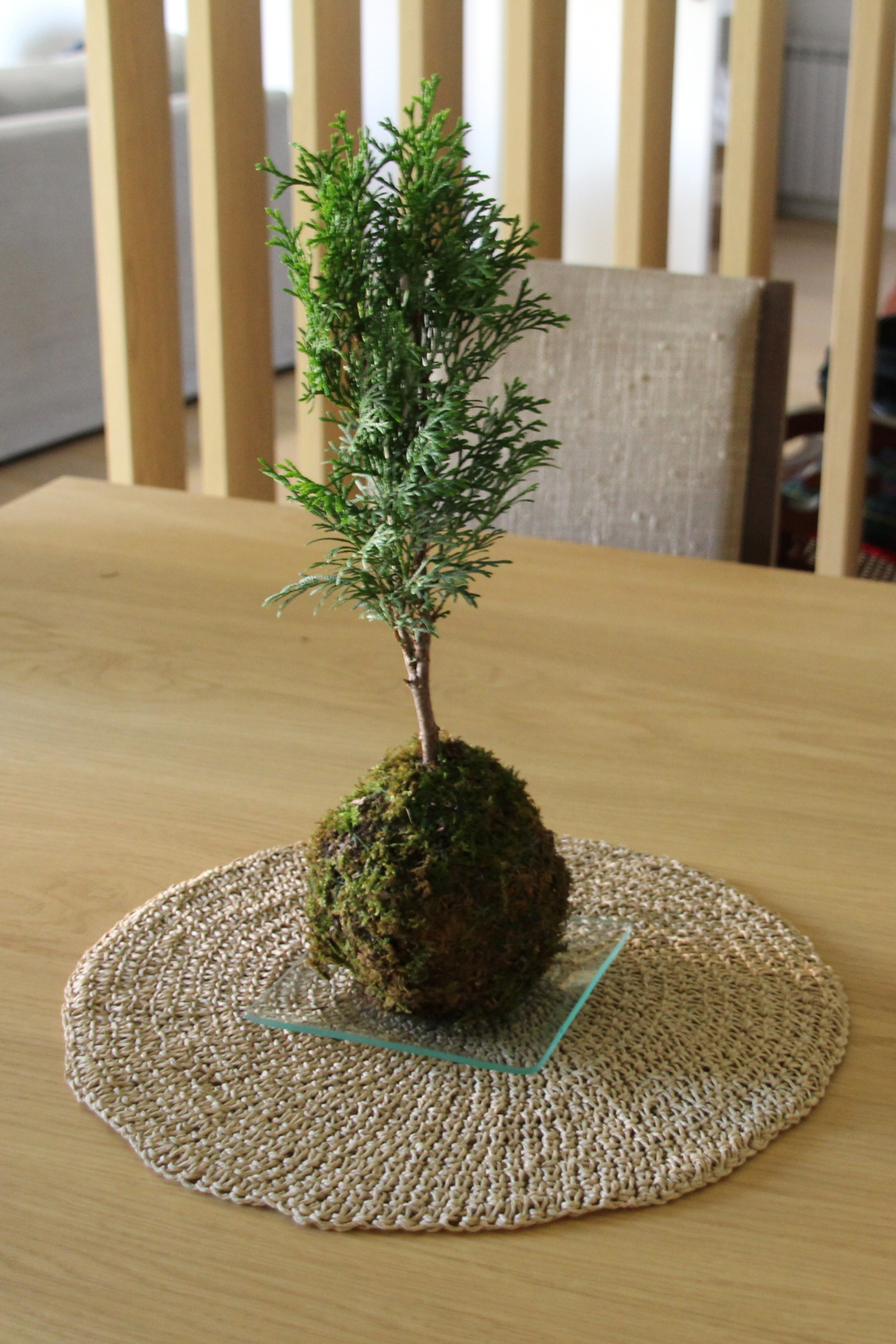 Ki Thuja Esmeralda