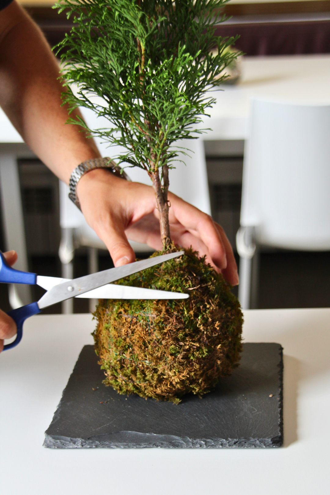 Ki Thuja Esmeralda