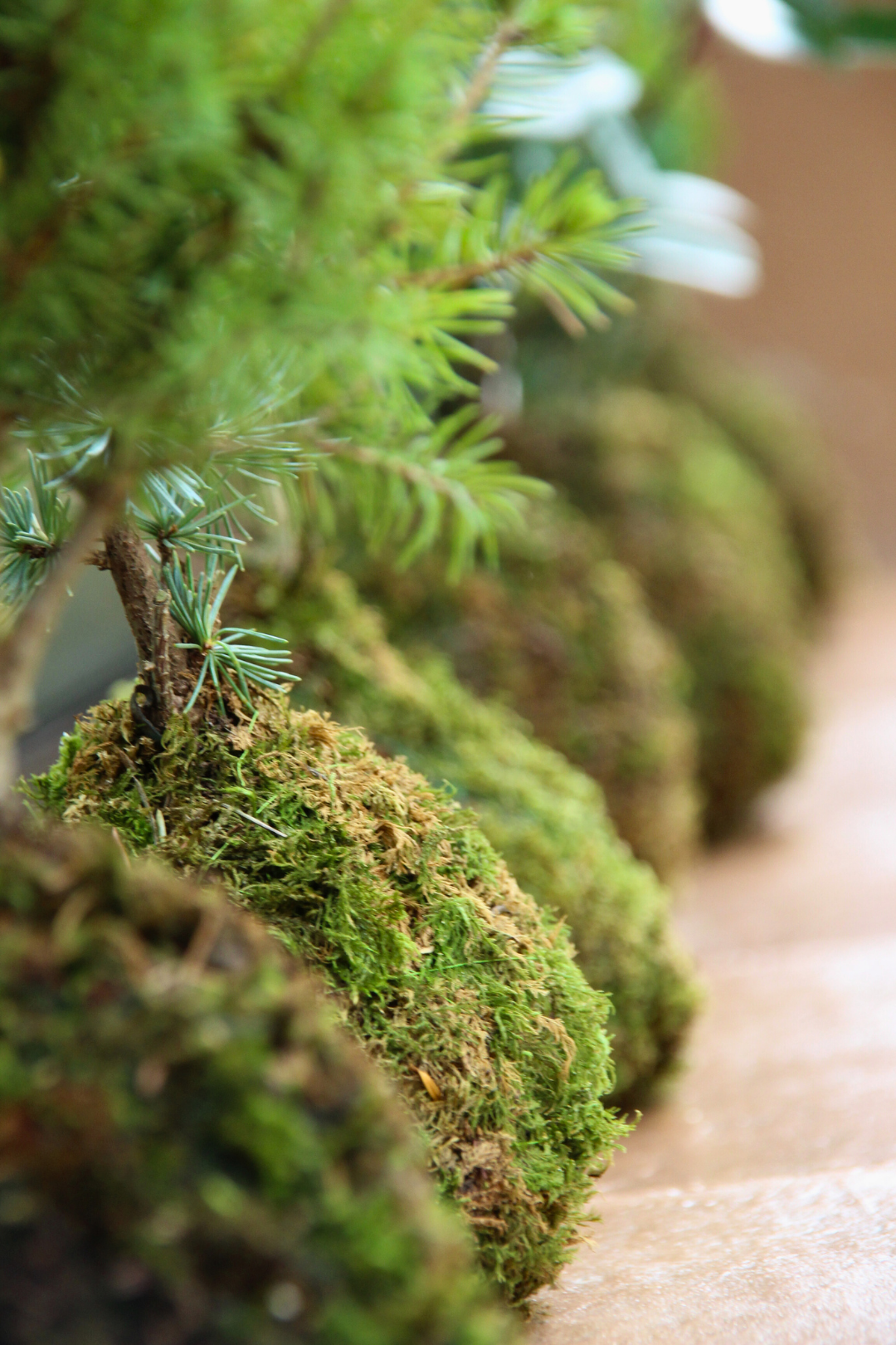 Ki Thuja Esmeralda