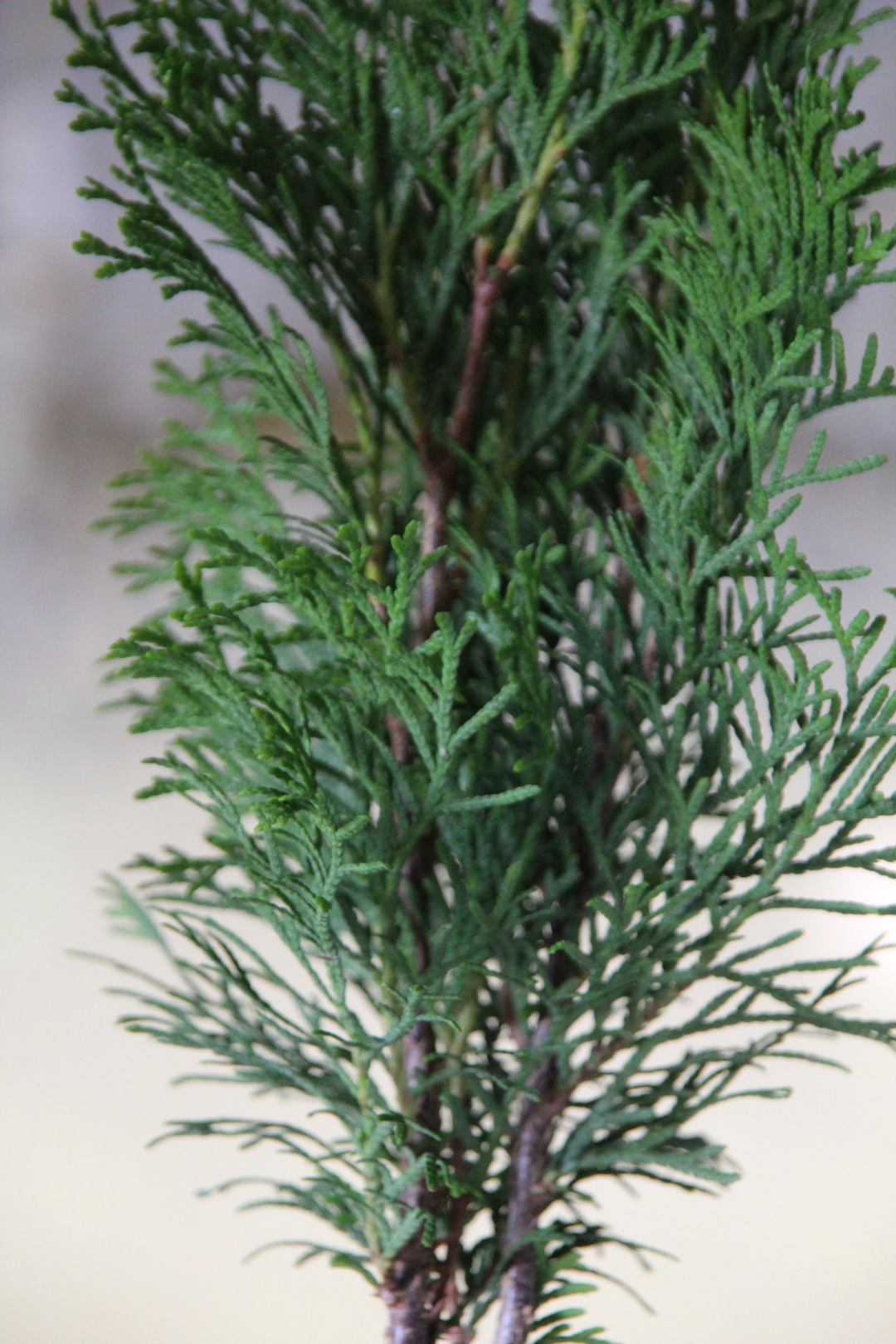 Ki Thuja Esmeralda