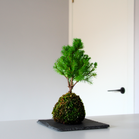 Ki Pinus