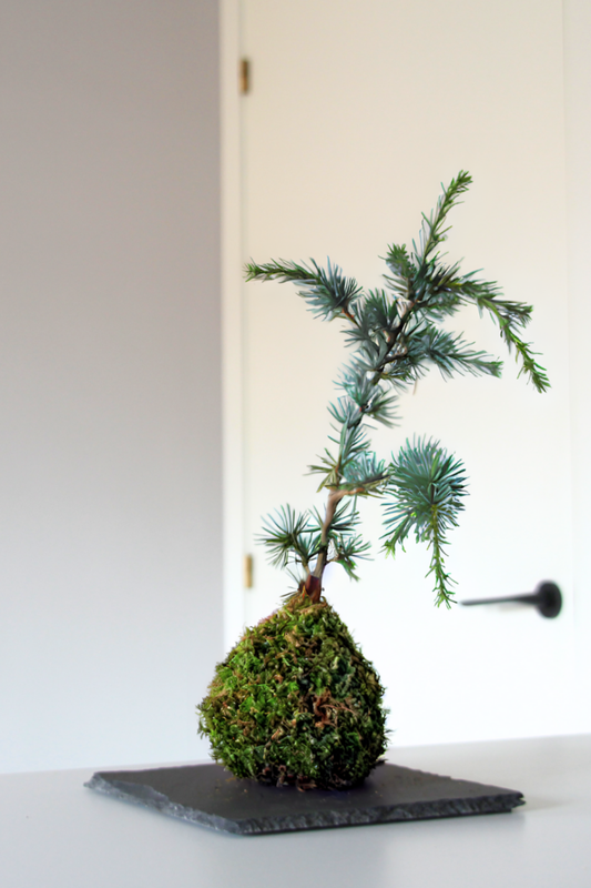 Ki Cedrus Atlantica