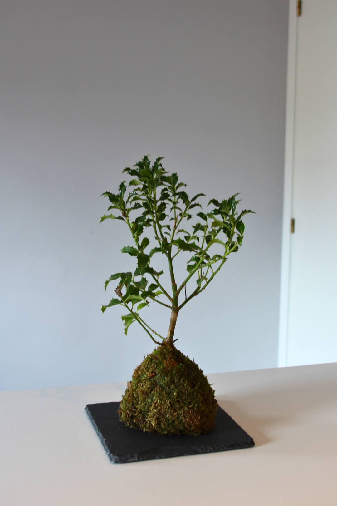 Ki Ilex