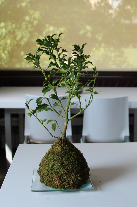 Ki Ilex