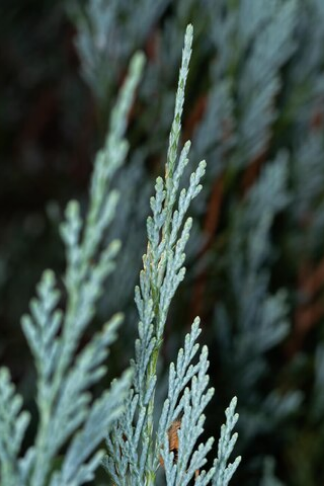 Ki Juniperus