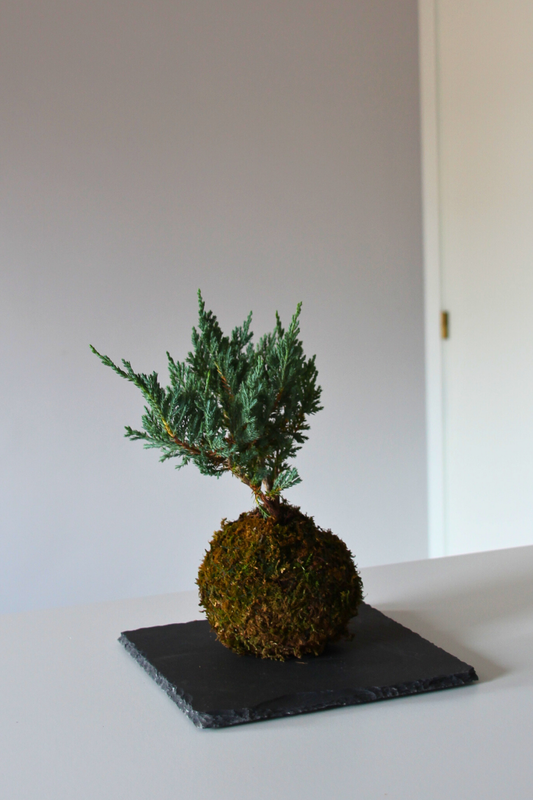 Ki Juniperus