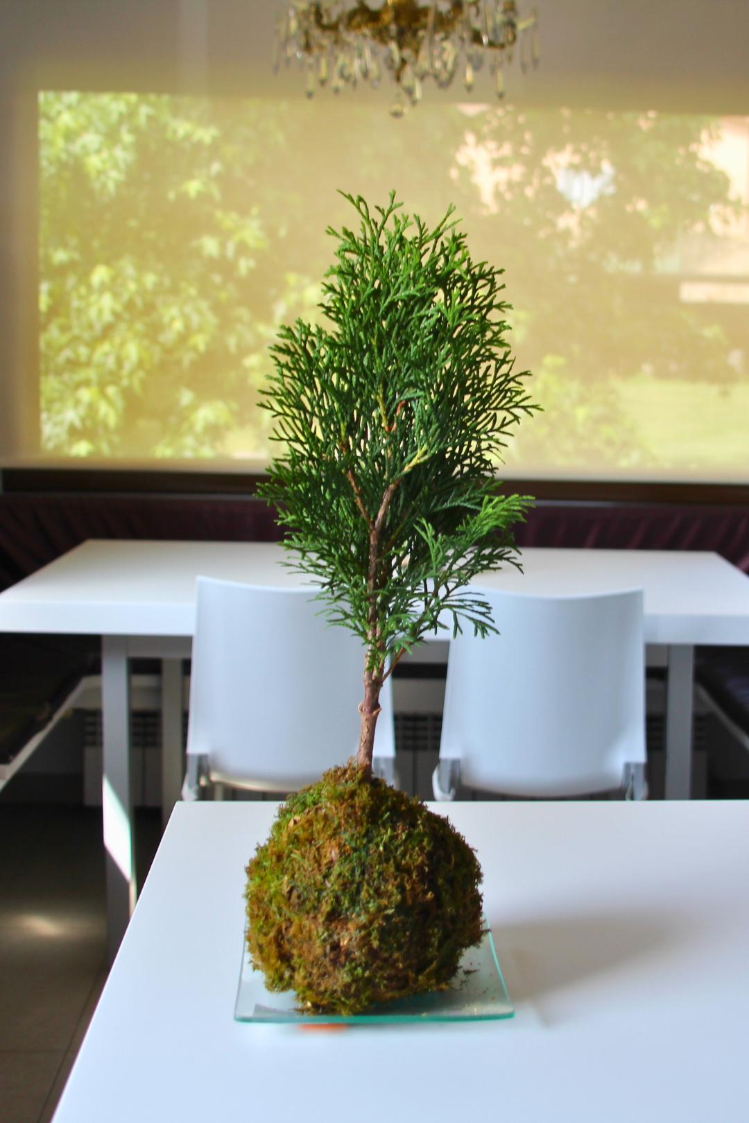 Ki Thuja Esmeralda